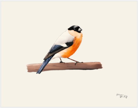 Vorderseite Vogelkarte Dompfaff